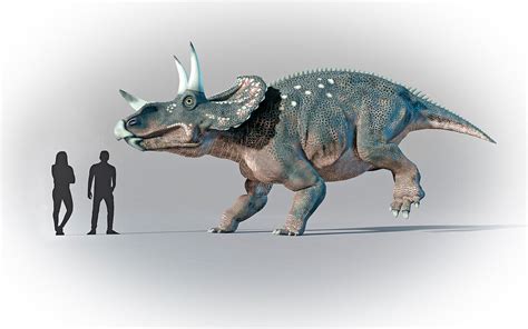 Humans Compared In Scale To Triceratops Bild Kaufen 13622976