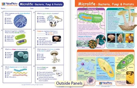 W94 4814 Microlife Bacteria Fungi Protists Visual Learning