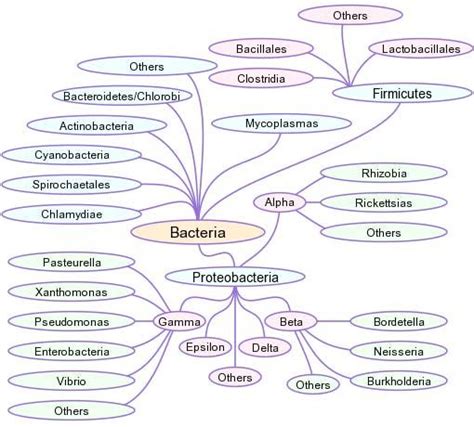 Overview Of Bacterial Phylogeny Note That Within All Given Phyla Only