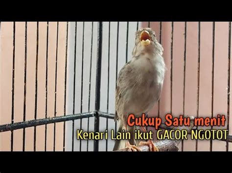 Kenari Gacor Panjang Cuit Cuit Ngerol Tajam Paling Cocok Untuk Masteran