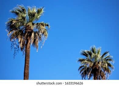 Sable Palm Tree Along Shoreline Harney Stock Photo