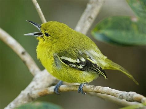 Colorful Common Iora Bird