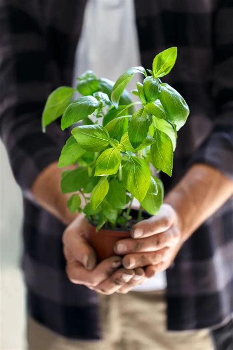 Comment récolter le basilic en pot pour qu il repousse