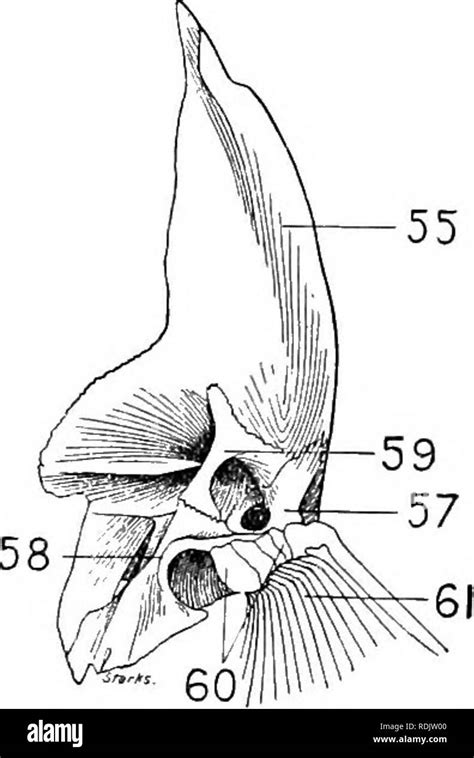 Auditory ossicles Black and White Stock Photos & Images - Alamy