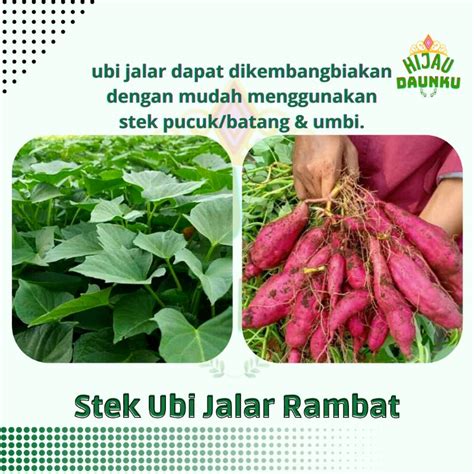 Jual Stek Cutting Bibit Ketela Rambat Manis Umbi Ubi Jalar Super Unggul