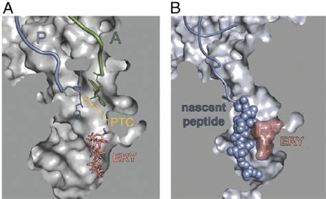 Antibiotic And Nascent Peptide In The Ribosomal Exit Tunnel A The