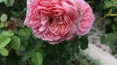 Красивий сад. Дача. Дача своїми руками. Сад. #дача #garden #сад # ...