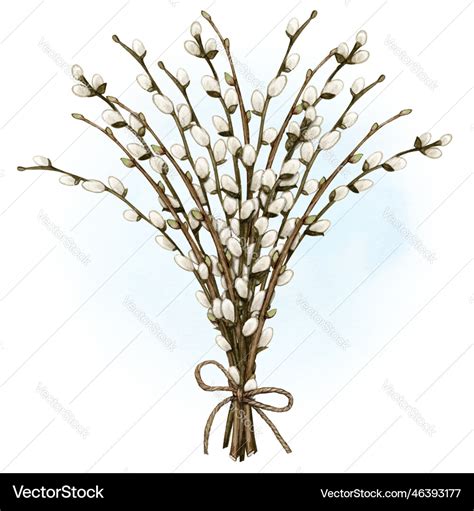 Watercolor Pussy Willow Decoration Royalty Free Vector Image