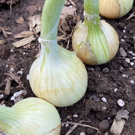 Walla Walla Sweet Onion Allium Cepa Annies Heirloom Seeds