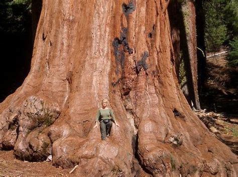 Where It Grows The Largest Tree On Earth