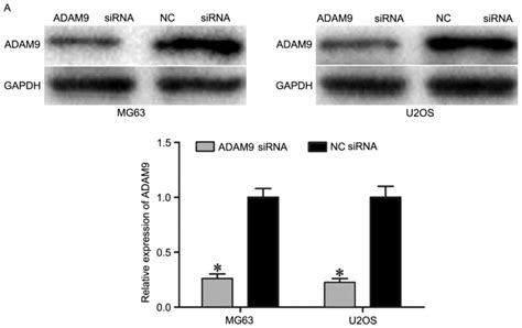 MicroRNA302a Suppresses Cell Proliferation Migration And Invasion In