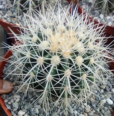 Echinocactus Grusonii V Albispinus Aka White Spined Barrel Phoenix Rising Succulents