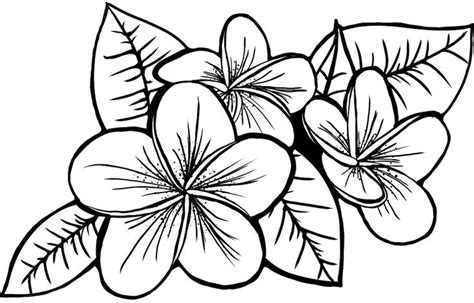 Hawaiian Plumeria SVG PNG File Laser Etch File Cut File Etsy Flower