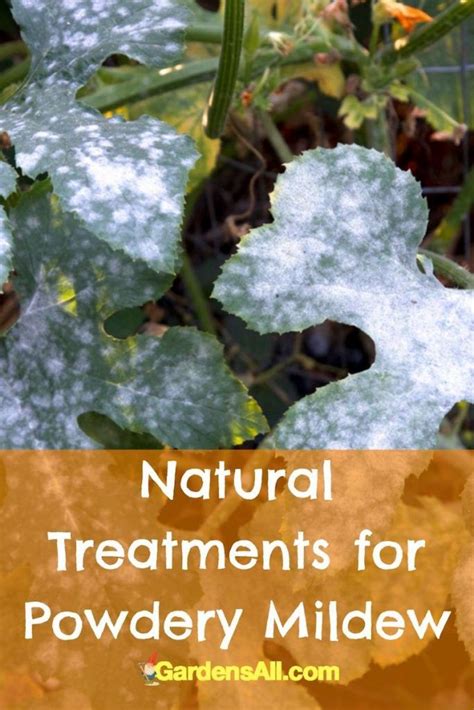 How To Treat And Get Rid Of Powdery Mildew On Plants Naturally