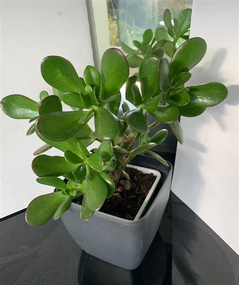 Prächtiger Geldbaum Crassula Ovata Pfennigbaum 20 Cm Kaufen Auf Ricardo