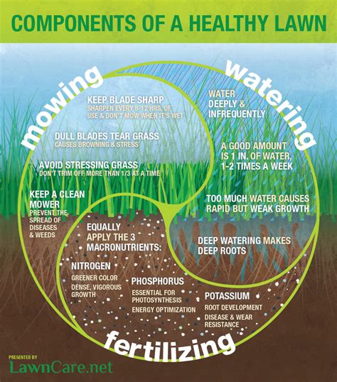 How To Get And Maintain A Healthy Lawn