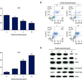 Effects Of Propofol On The Wnt B Catenin Signaling Pathway In A549 DDP