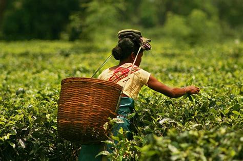 Plucking Tea Leaves Assam Woman Tea Garden Indian Tea Assam Tea