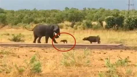 Un búfalo bebé ataca a un elefante adulto Animales de todo el mundo