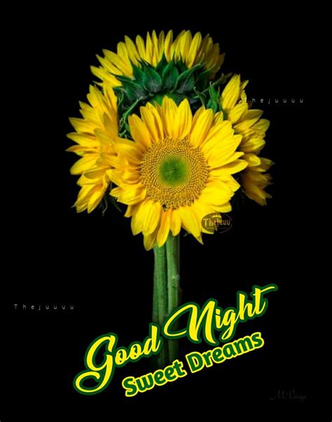 Good Night Good Night Sweet Dreams Good Night Best