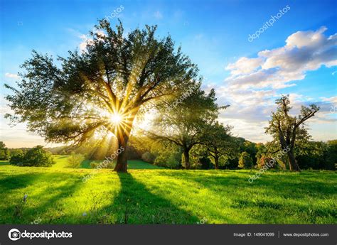 Sunlight Through Trees