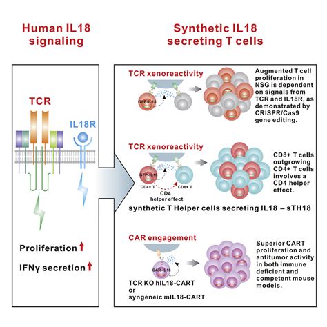 Augmentation Of Antitumor Immunity By Human And Mouse CAR T Cells