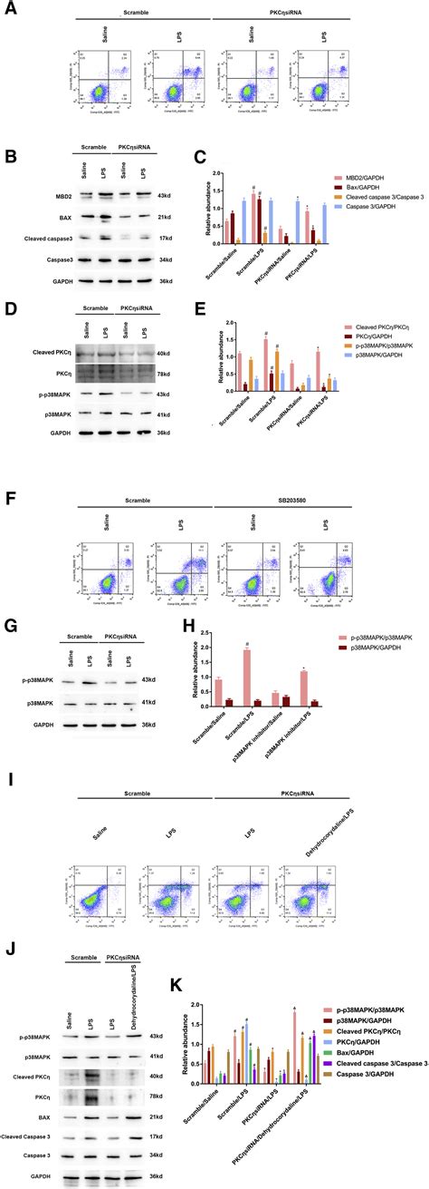 Mbd Mediates Septic Aki Through Activation Of Pkc P Mapk And The