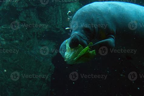 manatee close up portrait while eating 20177971 Stock Photo at Vecteezy