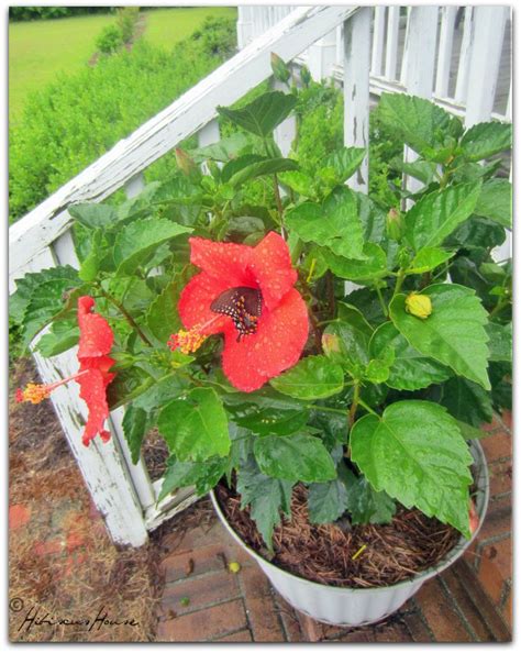 Hibiscus House Hibiscus For Hibiscus House