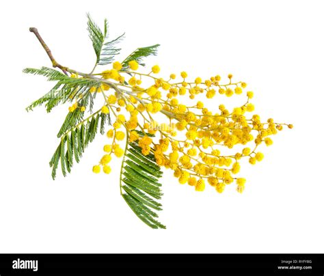 Acacia Dealbata Known As Silver Wattle Blue Wattle Or Mimosa Isolated