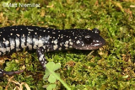 Cumberland Plateau Salamander State Of Tennessee Wildlife Resources