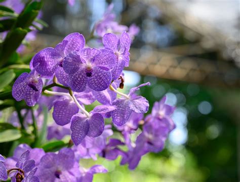 7 Tips On Growing Orchids Outdoors Backyard Boss