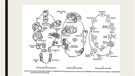 Yeast Morphology And Life Cycle Online Biology Notes