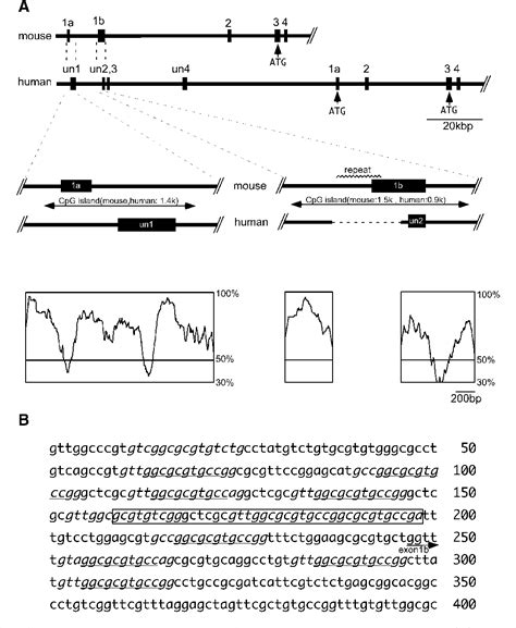 Figure From Imprinting Regulation Of The Murine Meg Grb And Human