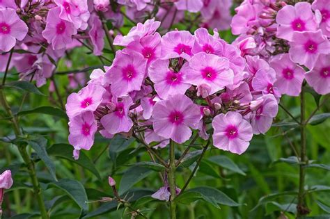 How to Grow: Phlox- Growing adn Caring for Phlox