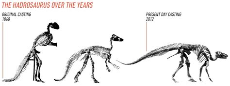 Hadrosaurus Pictures & Facts - The Dinosaur Database