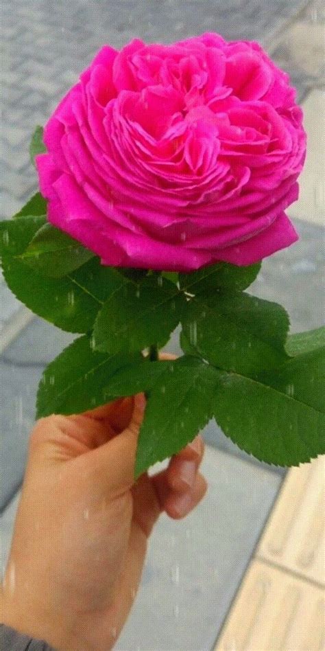 Pin By Sumalee S On Beautiful Rose Flowers Beautiful Roses