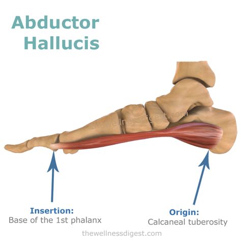 Abductor Hallucis Origin And Insertion The Wellness Digest