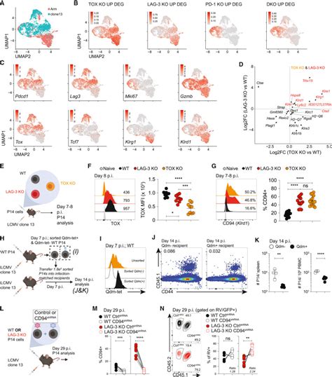 Lag Sustains Tox Expression And Regulates The Cd Nkg Qa B Axis To