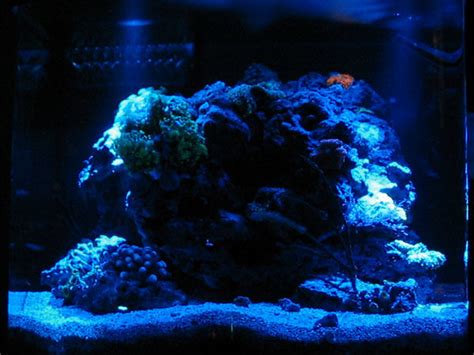 Diy Nc Moonlights Tank Shots Nano Reef Community