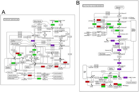 Over Represented Metabolic Pathways Metabolic Maps Were Reconstructed