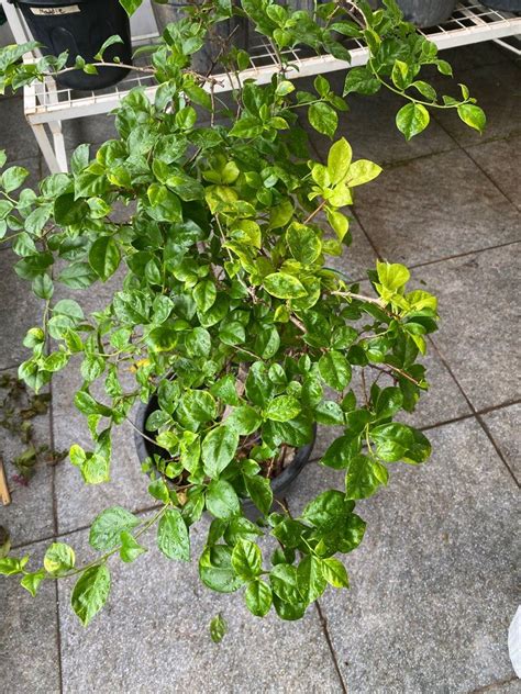 Rooted Magic Karisma Top Rare Hybrid Bougainvillea On Carousell