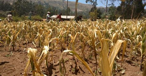 Sequías en Perú estamos ante uno de los efectos del cambio climático