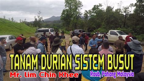 TANAM DURIAN SISTEM BUSUT Asal Mula Menanam Pakai Busut Gundukan