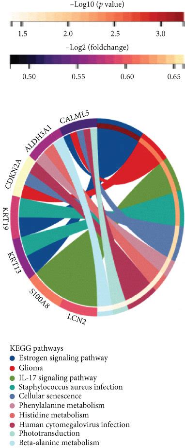 Gene Expression Profiles Based On GO And KEGG For Immune Scores And