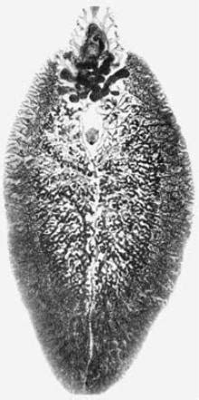 Fasciola Hepatica EcuRed