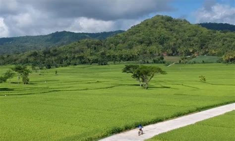 asyiknya wisata sawah nanggulan kulonprogo pariwisata indonesia
