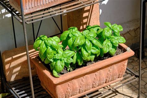 Come Coltivare Il Basilico Sul Balcone Consigli E Trucchi Pianta Di