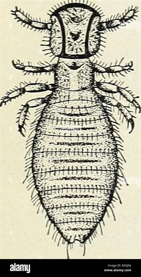 Un calendrier d animaux parasites Le bétail Parasites le bétail