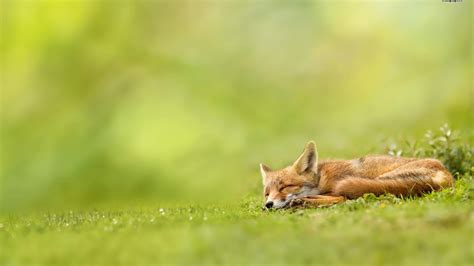 Sleeping Fox HD desktop wallpaper : Widescreen : High Definition ...